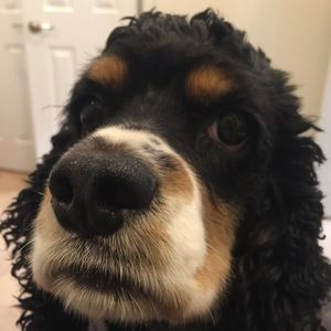 Meet your Posher, Jane